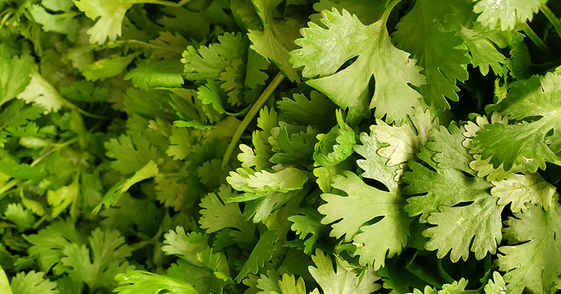 Na obrázku je koriander, ako jedna zo surovín, ktorá nám odpovedá na otázku čo vlastne jeme
